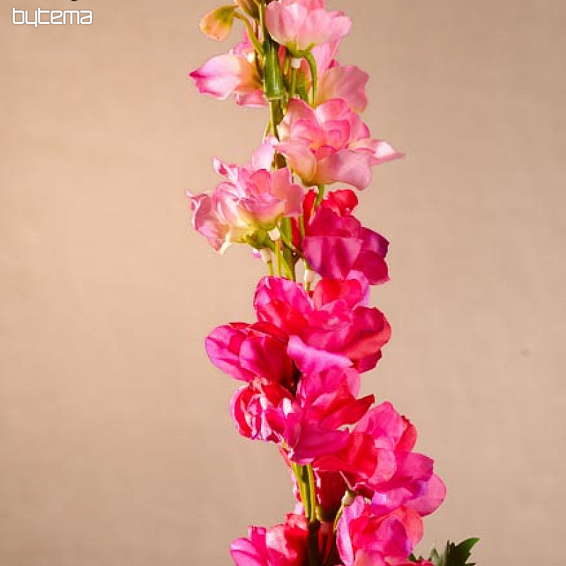 Delphinium bordowy 79 cm