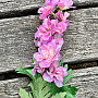 Delphinium różowy 79 cm